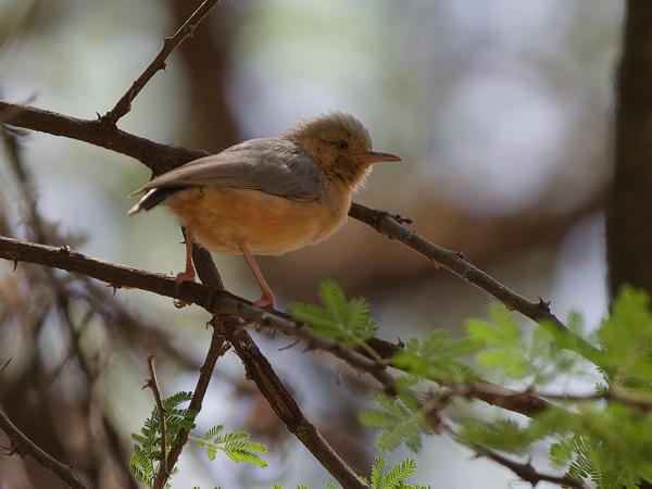 <h3><a href="/trips/tanzania/biota/animalia/chordata/aves/040 passeriformes/077 macrosphenidae/sylvietta whytii/sylvietta whytii-nl.html">Sylvietta&nbsp;whytii</a> / Red‑faced&nbsp;crombec / Roodteugelkrombek</h3>OM-1 Mark II met OLYMPUS M.150-400mm F4.5, 1/2000 sec  bij F4.5, ISO 1600, afstand 11.9&nbsp;m